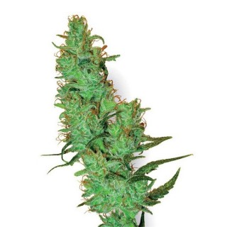 Jack Herer  10 u. reg. White Label