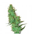 Jack Herer  10 u. reg. White Label