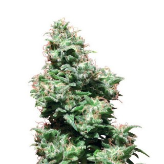 Kali Haze  10 u. reg. White Label