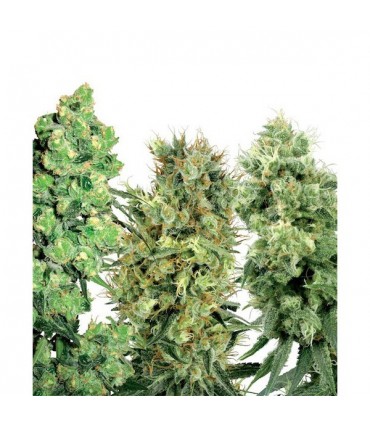 White Label Mix 25 u. reg. White Label