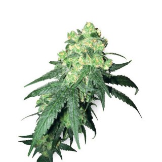 White Label Rhino  10 u. reg. White Label