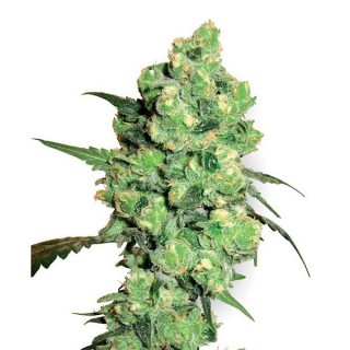 Super Skunk  10 u. reg. White Label