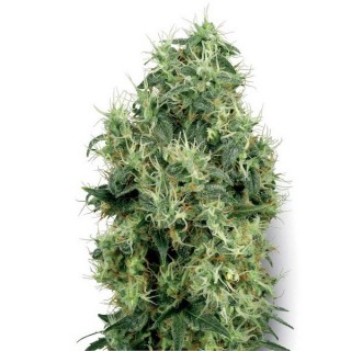 White Gold  10 u. reg. White Label