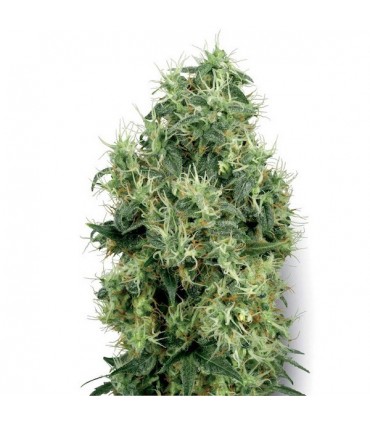 White Gold  10 u. reg. White Label