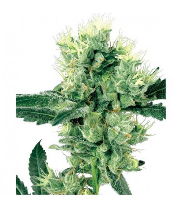 White Haze  10 u. reg. White Label