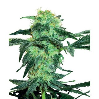 White Ice  10 u. reg. White Label