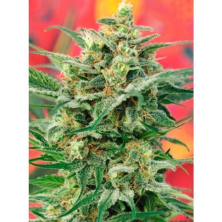 8 Miles High  10 u. reg. Mandala Seeds