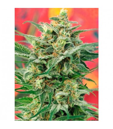 8 Miles High  10 u. reg. Mandala Seeds