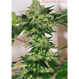 Beyond The Brain  10 u. reg. Mandala Seeds AGOTADA EN ORIGEN