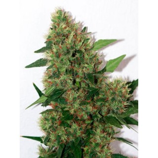 Chill-om  10 u. reg. Mandala Seeds