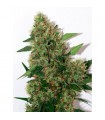 Chill-om  10 u. reg. Mandala Seeds