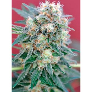 Ganesh  10 u. reg. Mandala Seeds