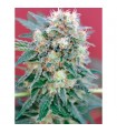 Ganesh  10 u. reg. Mandala Seeds