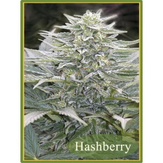 HashBerry   10 u. reg. Mandala Seeds