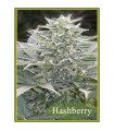 HashBerry   10 u. reg. Mandala Seeds