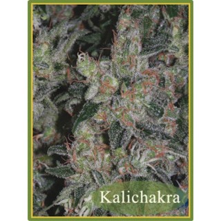Kalichakra  10 u. reg. Mandala Seeds
