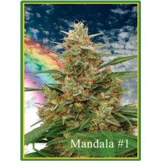 Mandala N1 -  10 u. reg. Mandala Seeds