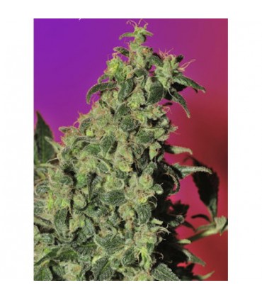 Point Of No Return  10 u. reg. Mandala Seeds