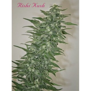 Rishi Kush  10 u. reg. Mandala Seeds