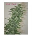 Rishi Kush  10 u. reg. Mandala Seeds