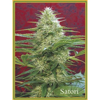 Satori  10 u. reg. Mandala Seeds