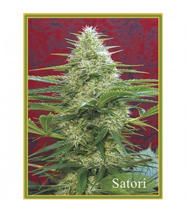 Satori  10 u. reg. Mandala Seeds