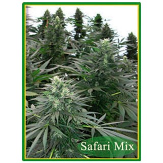 Safari Mix 20 u. 10 u. reg. Mandala Seeds