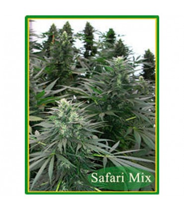 Safari Mix 20 u. 10 u. reg. Mandala Seeds