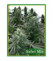 Safari Mix 20 u. 10 u. reg. Mandala Seeds