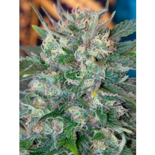 Speed Queen  10 u. reg. Mandala Seeds AGOTADA EN ORIGEN