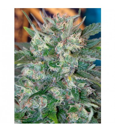 Speed Queen  10 u. reg. Mandala Seeds AGOTADA EN ORIGEN