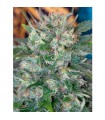 Speed Queen  10 u. reg. Mandala Seeds AGOTADA EN ORIGEN