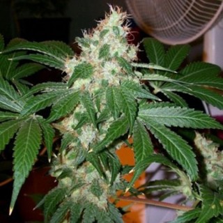 Chem Valley Kush   10 u. reg. The Cali Connection