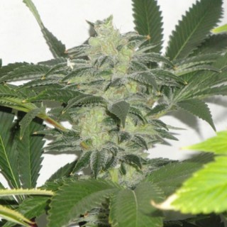 Chem 3 OG   10 u. reg. The Cali Connection