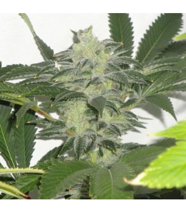 Chem 3 OG   10 u. reg. The Cali Connection