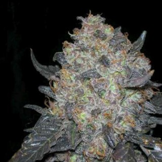 Black Water   10 u. reg. The Cali Connection