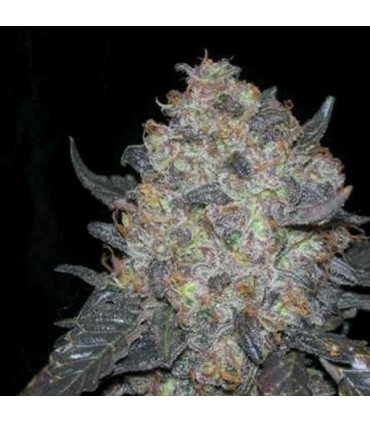 Black Water   10 u. reg. The Cali Connection