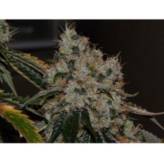 Chem 91  10 u. reg. The Cali Connection