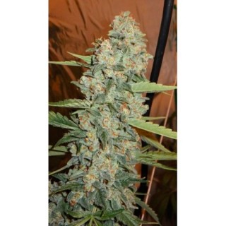 Jedi kush  10 u. reg. The Cali Connection