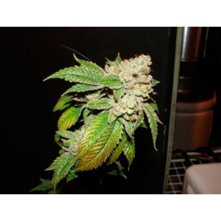 Larry OG Kush  10 u. reg. The Cali Connection