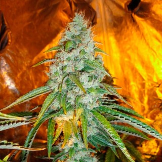 Original Sour Diesel  10 u. reg. The Cali Connection