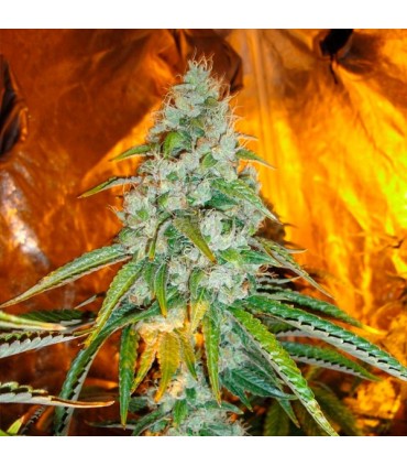 Original Sour Diesel  10 u. reg. The Cali Connection