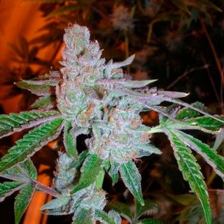 Tahoe OG Kush  10 u. reg. The Cali Connection