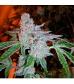 Tahoe OG Kush  10 u. reg. The Cali Connection