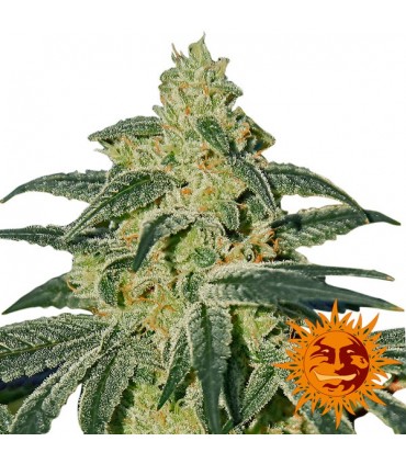 Afghan Hash Plant  10 u. reg. Barney's