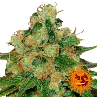 CBD Caramel  10 u. reg. Barney's
