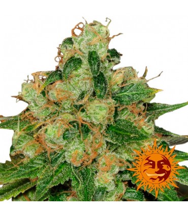 CBD Caramel  10 u. reg. Barney's