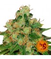 CBD Caramel  10 u. reg. Barney's