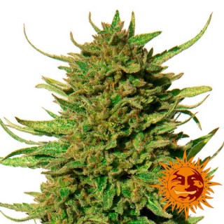 Critical Kush  10 u. reg. Barney's