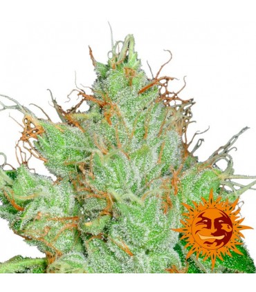 G13 x Haze  10 u. reg. Barney's